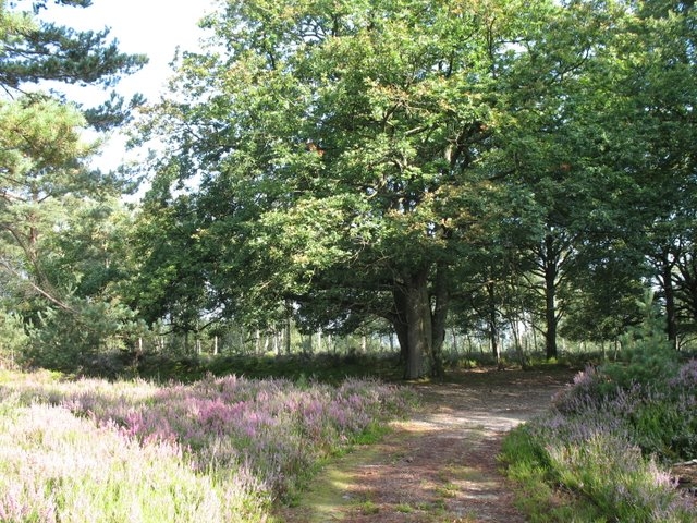 2007 08 Bois de Rochefort 18